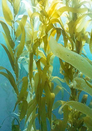 /-/media/project/loreal/brand-sites/lrp/emea/dach/ch/simple-page/landing-page/marine-life/anthelios-marine-life-landing-page/larocheposay-anthelios-marine-life-landing-page-fresh-water.jpg?sc_lang=de-ch