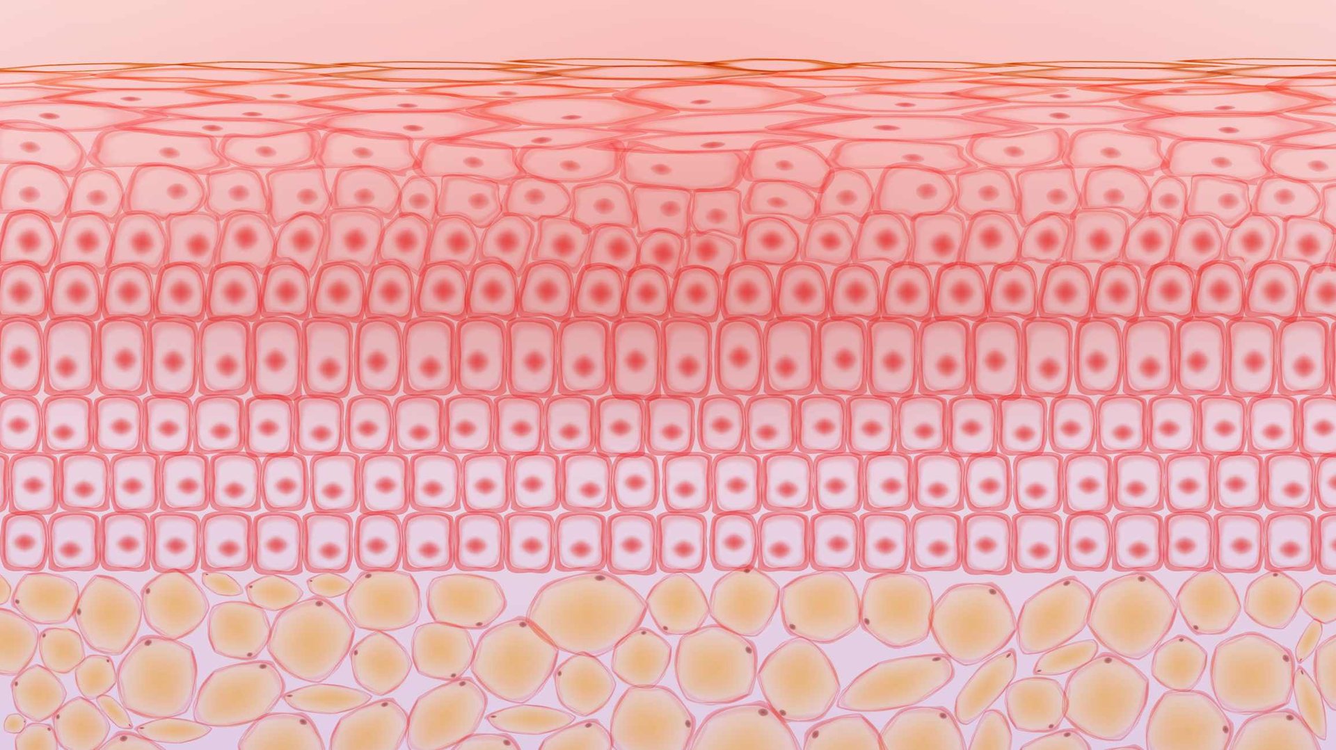 Lipide: Grafische Darstellung der Zellstruktur