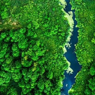 Wald und Fluss